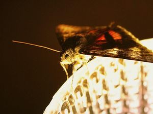 Supporting image for story: Moth memes are lighting up the internet and these 11 examples are way too real