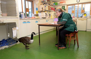 Cuan Wildlife Rescue manager Fran Hill with one of the hospital's latest admissions