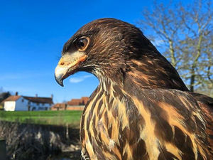 Supporting image for story: Bird show heading to RAF Cosford this Easter
