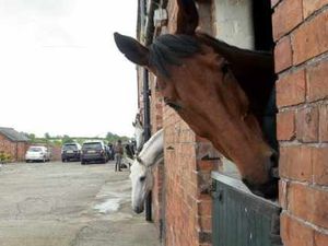 Supporting image for story: Dudleston Heath Horse Show axed