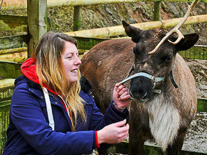 Supporting image for story: Watch: No rest for Rudolf as bookings roll in for Shropshire family