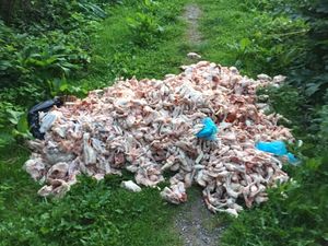 Supporting image for story: Raw meat dumped on Wombourne footpath