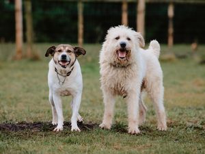 Supporting image for story: Bonded pair of pooches still waiting on fur-ever home at kennels near Telford