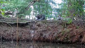 A family of beavers were introduced into an enclosure at the Trentham Estate earlier this year.