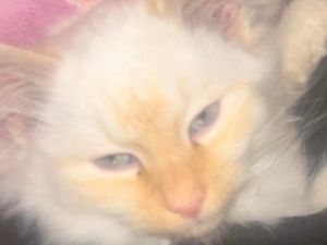 Supporting image for story: Shropshire woman appeals for the return of five adorable 'stolen' kittens