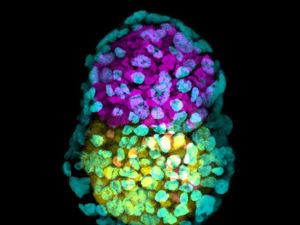 Supporting image for story: British scientists create artificial embryo from stem cells