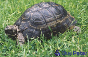 George, the Blue Peter tortoise