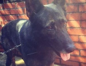 Supporting image for story