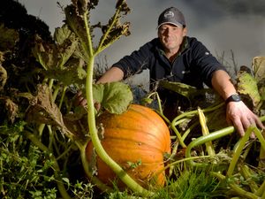Supporting image for story: 11 of the best places to go pumpkin picking in Shropshire for this spooky season