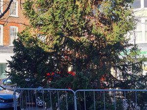 Supporting image for story: Town’s ‘half dead’ Christmas tree replaced after council brands it a ‘disgrace’