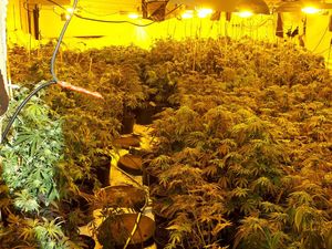 Supporting image for story: Hundreds of cannabis plants found in police raid near Bridgnorth