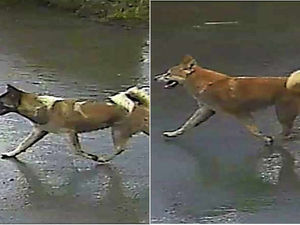 Supporting image for story: Renewed plea after sheep attacked by dogs in Shropshire