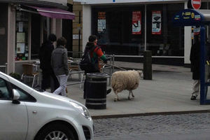 On walkabout in Shrewsbury. Picture: James Wallace - We are frostfire