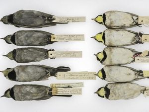 Supporting image for story: How century-old, soot-covered birds are shedding light on historical urban pollution