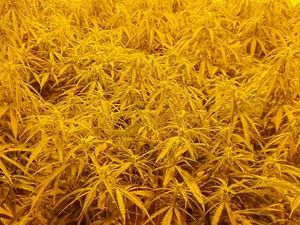 Supporting image for story: Cannabis plants worth £100,000 discovered in Black Country police raid
