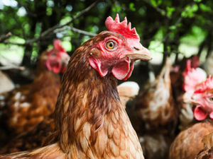 Supporting image for story: Pancake Day reminder on hen welfare on UK farms from the RSPCA