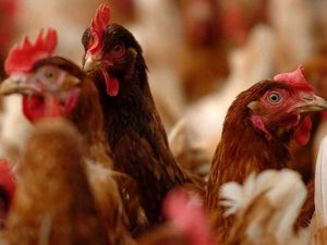 Supporting image for story: Chicken farm near Shrewsbury would house 200,000 birds