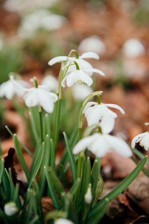 Snowdrops at National Trust Attingham Park in Shrewsbury