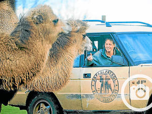 Supporting image for story: Counting animals gives West Midlands Safari Park staff the hump