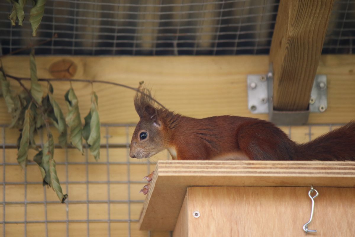 A First for Herefordshire: Red Squirrels Arrive at Small Breeds Farm Park