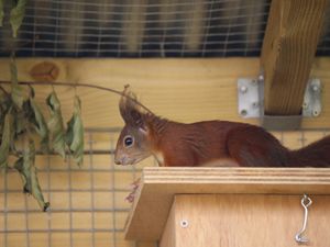 Supporting image for story: A First for Herefordshire: Red Squirrels Arrive at Small Breeds Farm Park