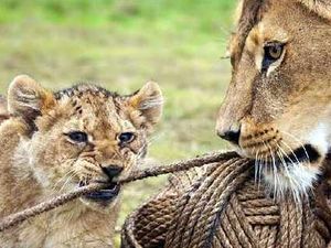 Supporting image for story: £100,000 improvements at West Midland Safari Park