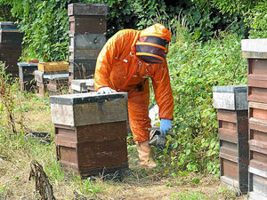 Supporting image for story: Shropshire honey business is buzzing once more