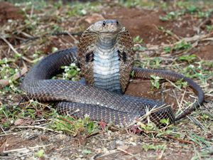 Supporting image for story: Researchers discover new antidote for cobra bites