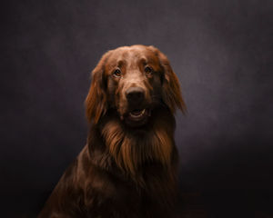 Otis, A flatcoat Retriever member of our dog modelling team, gets his spook on for October!