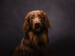 Supporting image for story: Paws, clues and boos: Halloween dog scentwork meets murder mystery fun