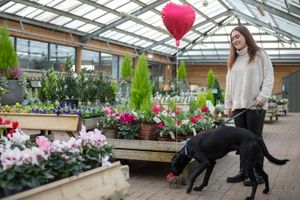 Dobbies Garden Centres is inviting dogs and their owners to celebrate Valentine’s Day at a dedicated event