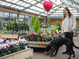 Supporting image for story: Celebrate your 'Paw-fect Valentine' and support Dogs Trust at Dobbies Gailey