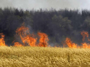 Supporting image for story: Food prices could soar after huge increase in cost of wheat