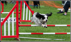 The canine carnival (pic Lions/David Cooper)