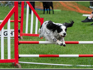 Supporting image for story: Bridgnorth's first canine carnival raises a barking mad £2,000 for charity