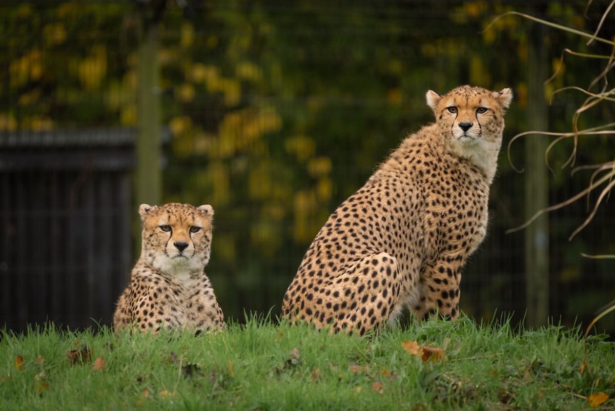 Watch: Rare cheetah brothers arrive at Chester Zoo in boost for fight to save species from extinction