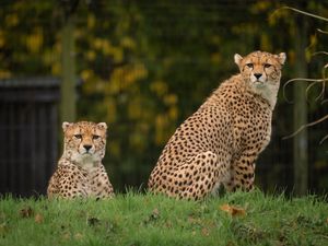 Supporting image for story: Watch: Rare cheetah brothers arrive at Chester Zoo in boost for fight to save species from extinction