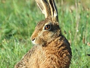 Supporting image for story: Peter Rhodes: Hunting the predators 