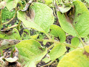 Supporting image for story: Farming Talk: Monitors urged to help combat potato disease