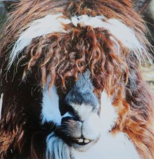 Tomas Benbow was named runner-up for his photograph of an alpaca