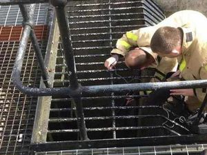 Supporting image for story: Mystery cat sparks Telford rescue search