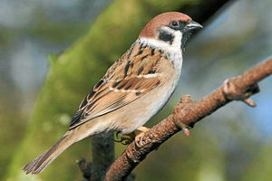 The tree sparrow could be gone within a few years