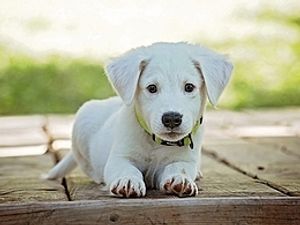 Supporting image for story: Illegal puppy breeding investigated as homes across Staffordshire raided