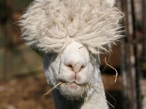 Supporting image for story: MPs back move to protect llamas and alpacas from dog attacks