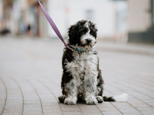 Supporting image for story: Delight as Digby to have life-saving surgery after £3,400 funds raised
