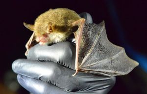 Bats are furry little creatures