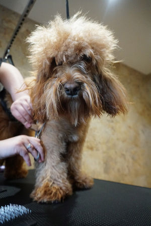 Freddie before grooming