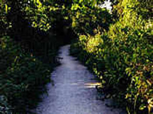 Supporting image for story: Path pledge as cyclist injured