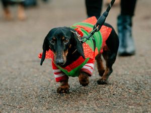 Supporting image for story: More than 100 turn out for Shrewsbury sausage dog walk