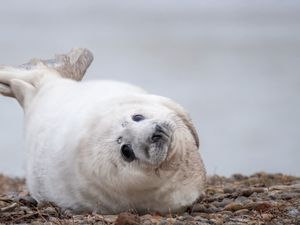 Supporting image for story: Record number of grey seal pups born at ex-military weapons testing site